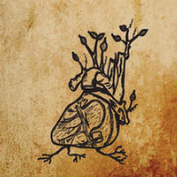 Harvest Aorta